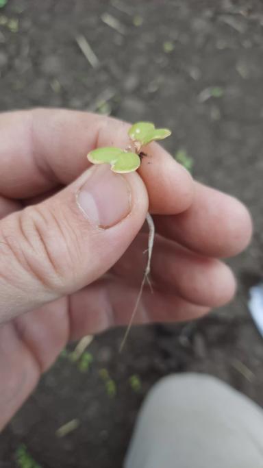 Здравствуйте. Что может быть с горчицей?