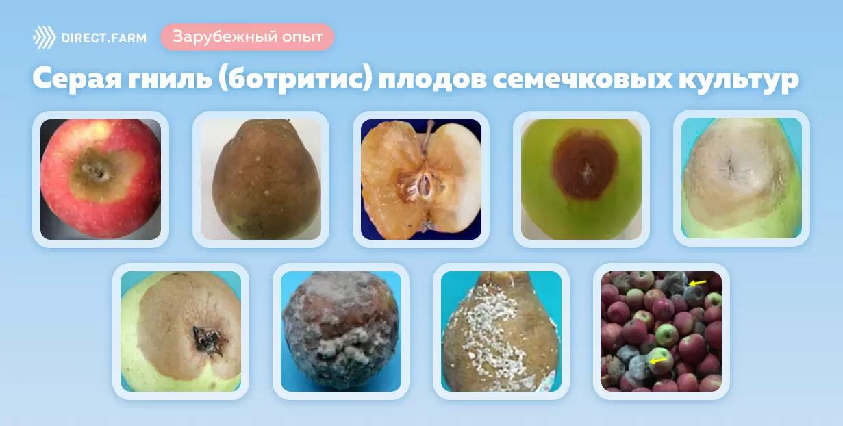 Серая гниль плодов (ботритис) семечковых культур