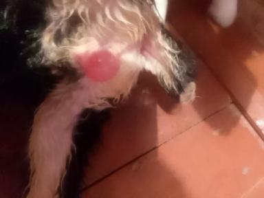 Из-за чего у новорожденной козочки проблемы с мочеиспусканием?