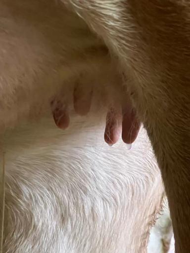 Вопросы из чатов: почему у телки подтекает из вымени?