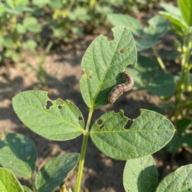 Борьба с чешуекрылыми вредителями на сое, подсолнечнике, рапсе и кукурузе