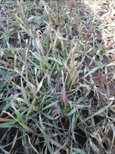 Симптом – красные листья озимой пшеницы 