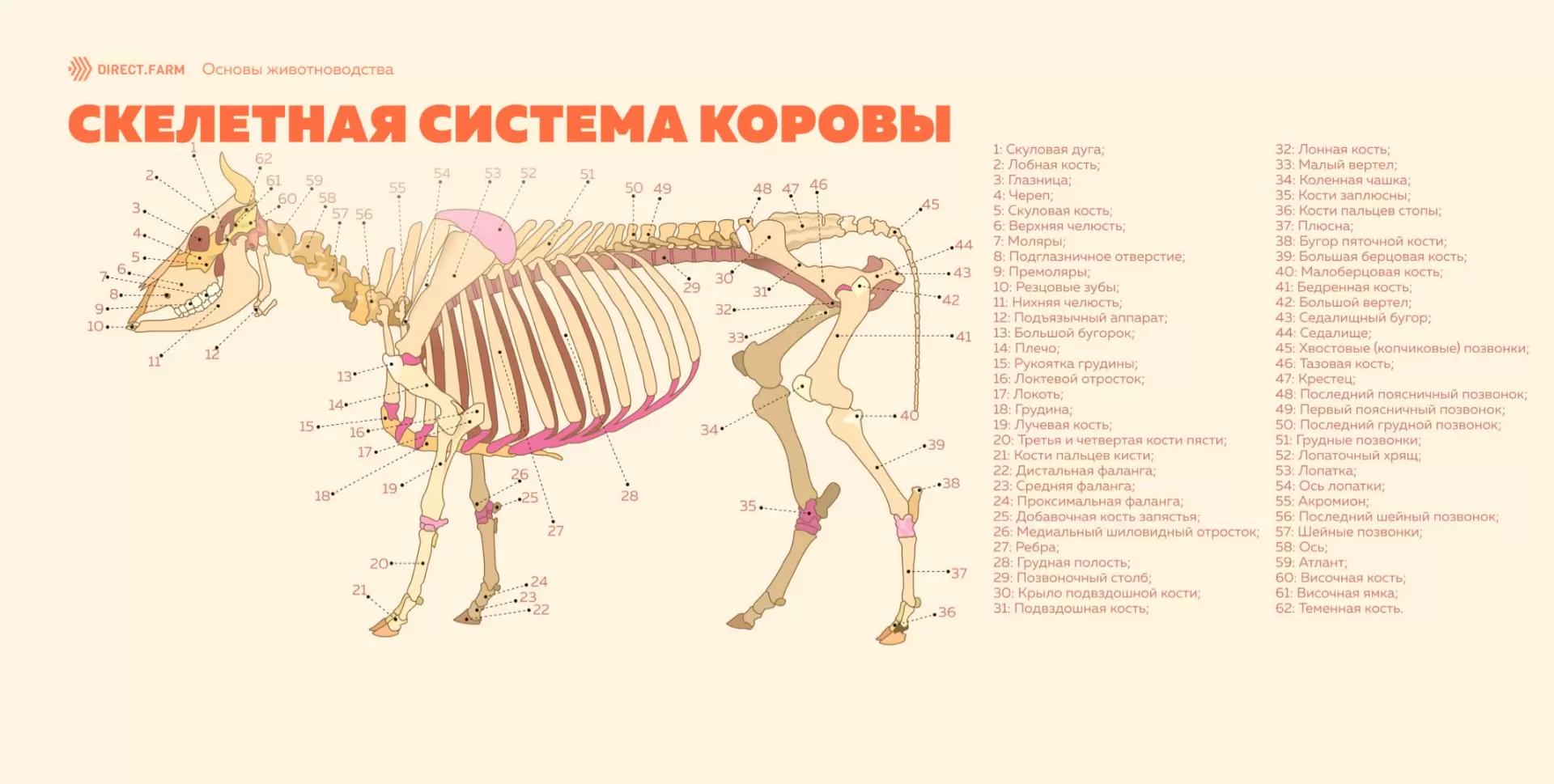 Строение скелета крупного рогатого скота