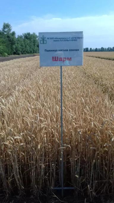 Шарм сорт мягкой озимой пшеницы