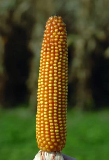 Леонидо - гибрид кукурузы зерновой (Zea mays L.).