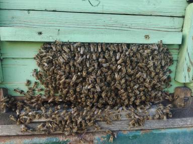 Агрономы против пчел?