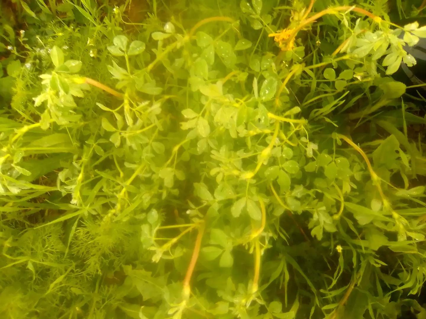 "Балерина" по росе, продолжение