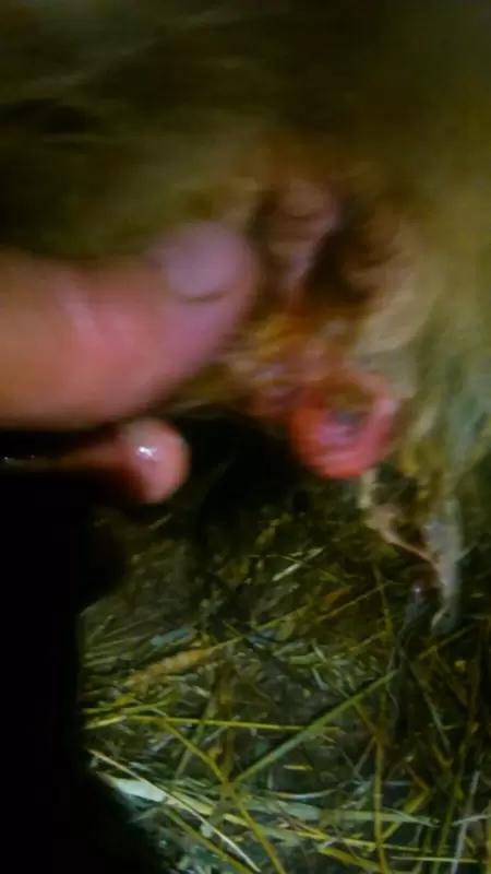 Вопросы из чатов: что делать, если у теленка не заживает пупочная ранка?