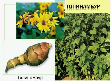 Топинамбур — ценная сельскохозяйственная культура многостороннего назначения