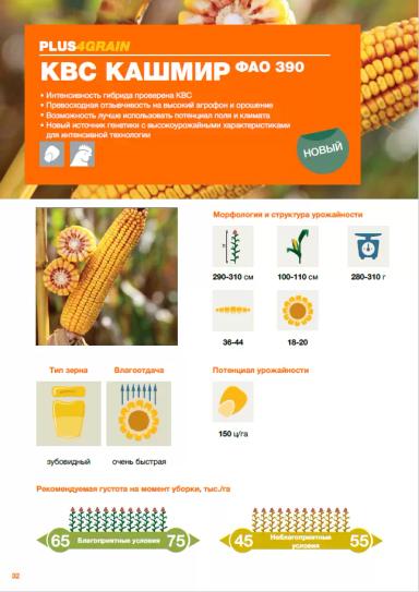 КВС Кашмир - гибрид кукурузы ( Zea mays L.).