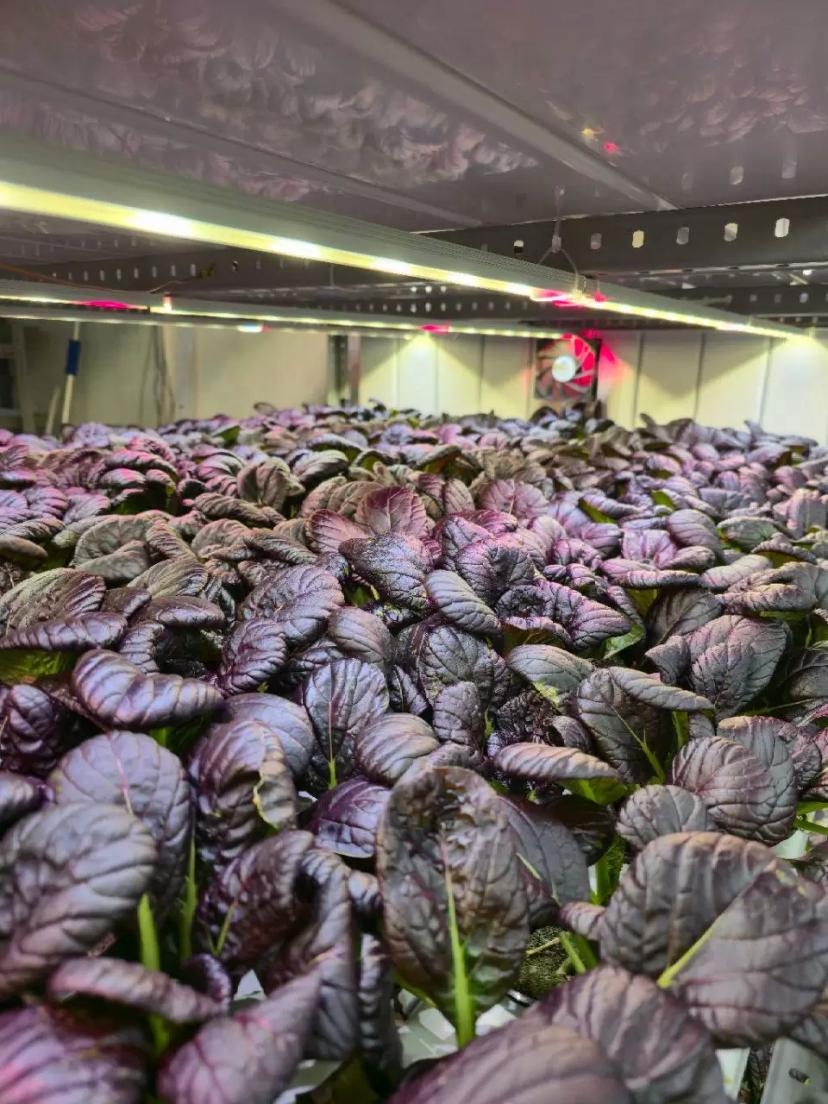 Капуста пак чой (бок чой) на проточной гидропонике