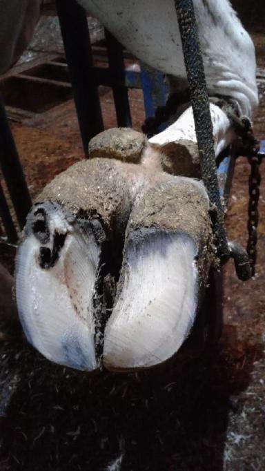 Торцовые копытца