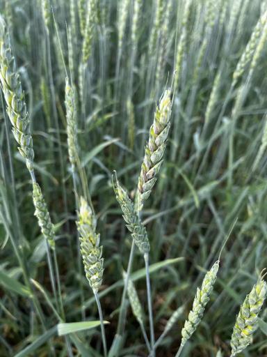 Пятна на колосе. 