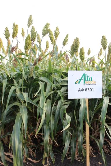 Новые культуры – сорго, сорго-суданка и африканское просо