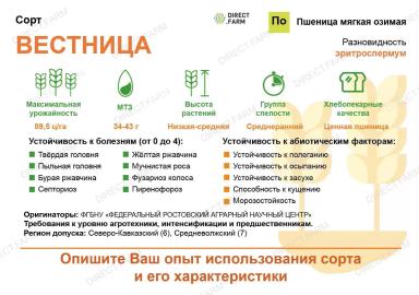Вестница сорт озимой пшеницы