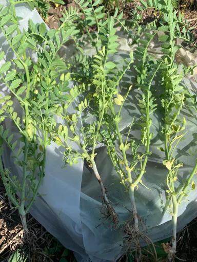 Вопросы из чатов: чем болеет нут?