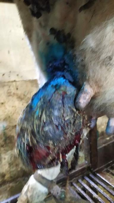 Почему возникло новообразование на вымени у коровы?