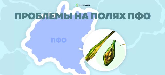 Угроза: Гельминтоспориозные пятнистости листьев 