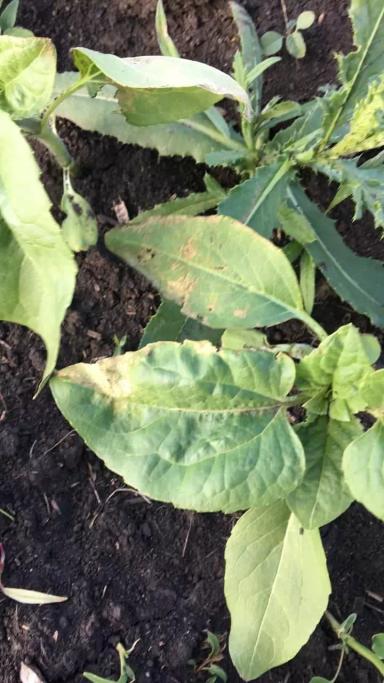 Что с подсолнечником?