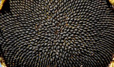 Сумико (SUMIKO) гибрид подсолнечника Сингента (Syngenta). Характеристика и отзывы