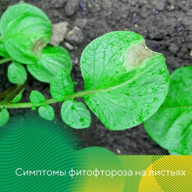 Внимание: раннее развитие фитофтороза!