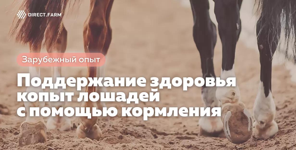 Поддержание здоровья копыт лошадей с помощью кормления