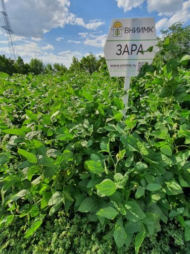 Зара сорт сои