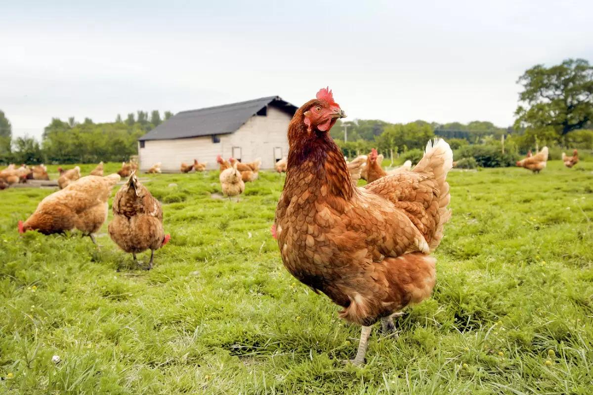 Выживут ли мелкие хозяйства России с новыми правилами содержания птиц?