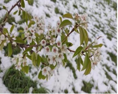 Защита растений от возвратных заморозков, засухи и других стрессов