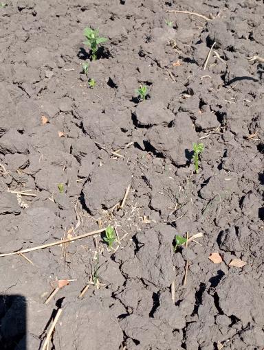 Ваточник сирийский.