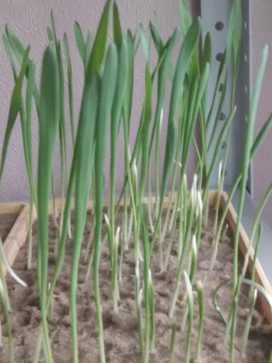 Неравномерные всходы ячменя