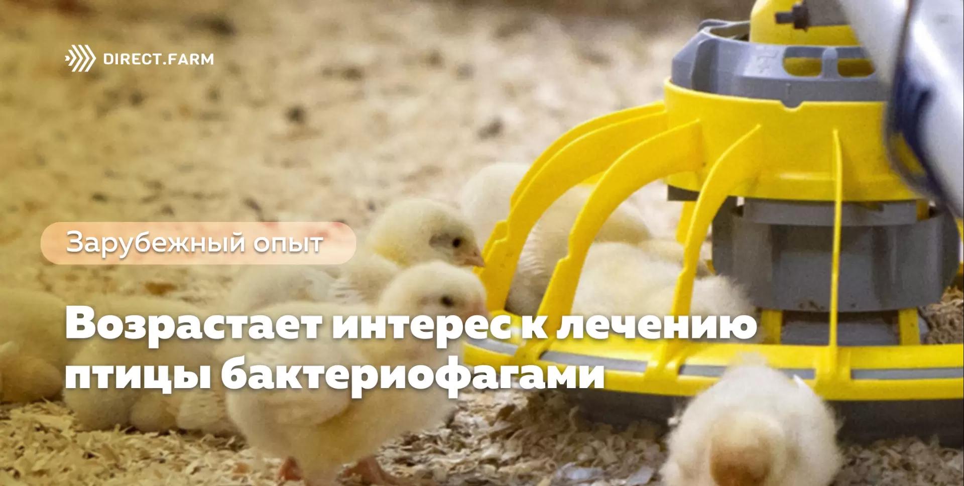 Возрастает интерес к лечению птицы бактериофагами