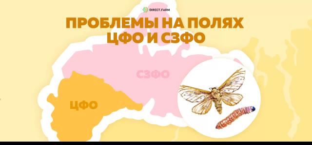 Угроза: Стеблевой кукурузный мотылек