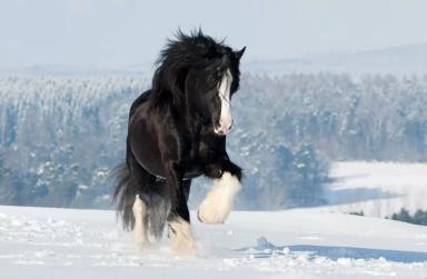 Шайр – порода лошадей 