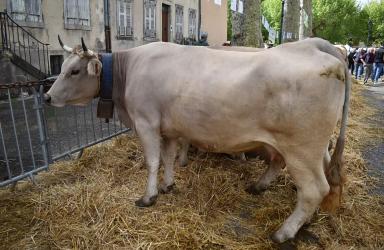 Brune (French Brown)