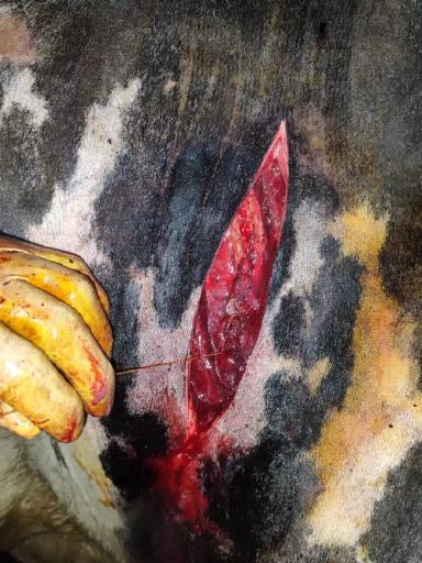 Что такое смещение сычуга у крупного рогатого скота? 🤨🤔