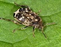 Гороховая зерновка (Брухус)