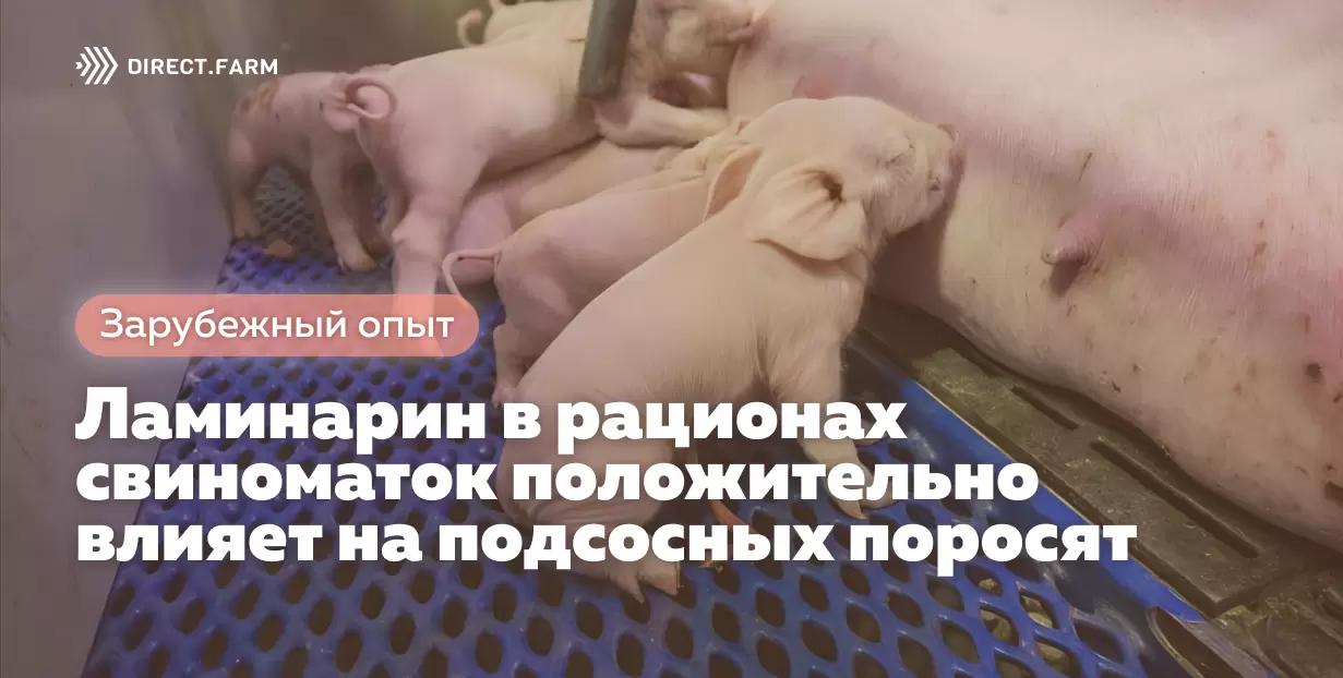 Ламинарин в рационах свиноматок положительно влияет на подсосных поросят