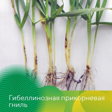 Весеннее развитие болезней на озимых на Ставрополье