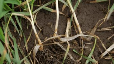 Гибеллиноз пшеницы