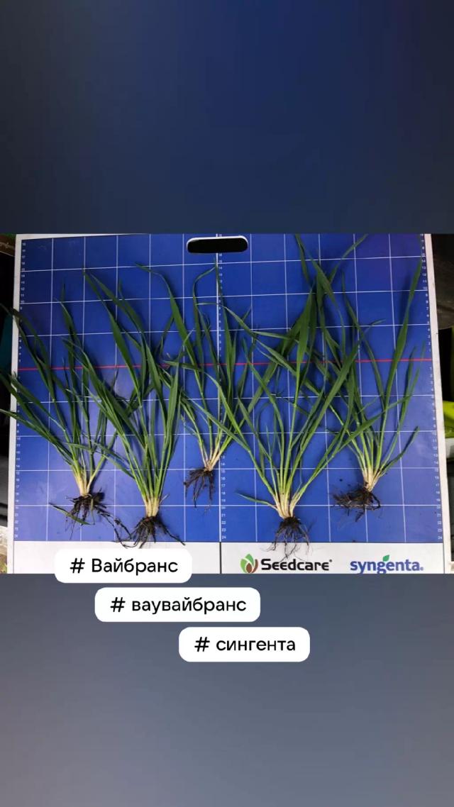 Кущение на Вайбрансе Интеграл