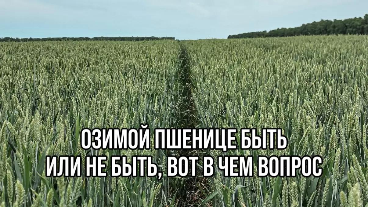 ОЗИМОЙ ПШЕНИЦЕ БЫТЬ ИЛИ НЕ БЫТЬ, ВОТ В ЧЕМ ВОПРОС