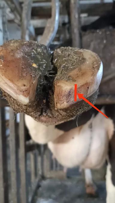 Основные ошибки при расчистке копытец КРС