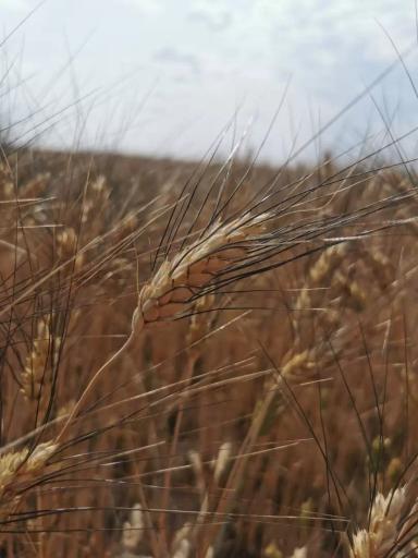 БУРБОН: твёрдая яровая пшеница, которая продаёт себя качеством