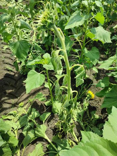 Подскажите , что происходит с подсолнечником? Почему крутит листья? 