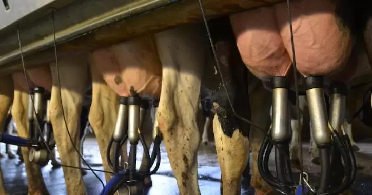 Три важных фактора поддержания здоровья вымени зимой