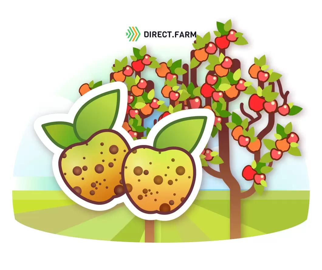 Горькая ямчатость плодов яблони и методы ее преодоления