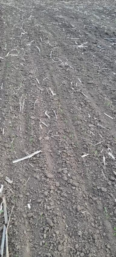 Всходы🌱 ячменя🌾 "Прерия"1РС