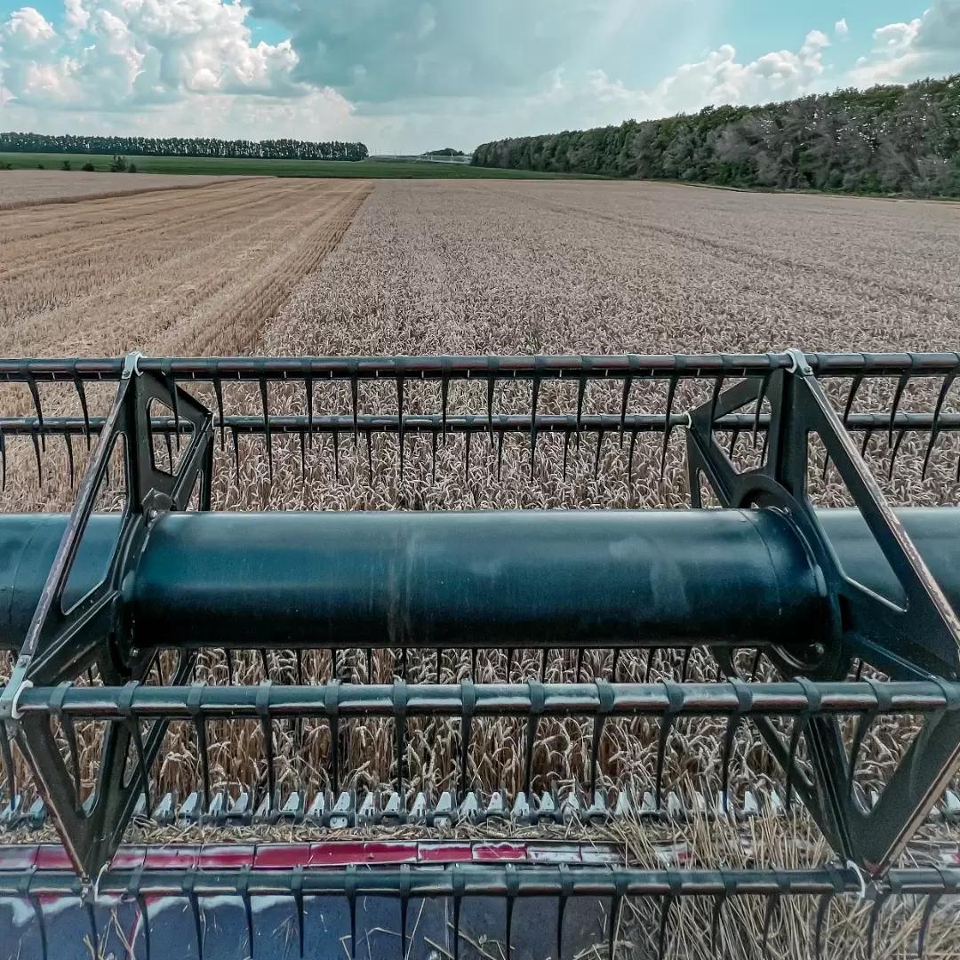 РЕАЛЬНАЯ СЕБЕСТОИМОСТЬ ЗЕРНА В 2022г. И НАСКОЛЬКО ВЫРОСЛИ ЗАТРАТЫ У ФЕРМЕРОВ.