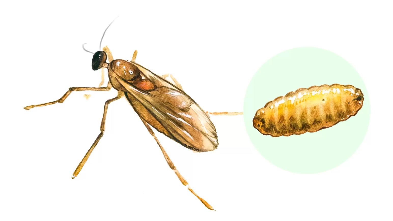 Желтая злаковая галлица (пшеничный комарик)